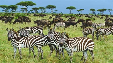 8 days serengeti migration safari luxury