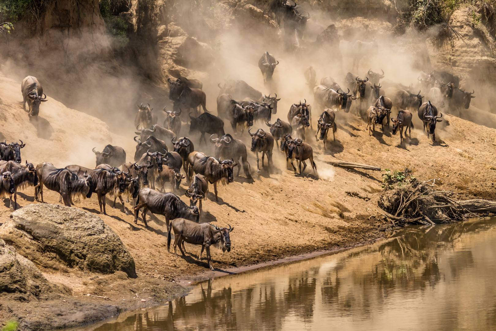 WHY GO FOR THE GREAT WILDEBEEST MIGRATION?