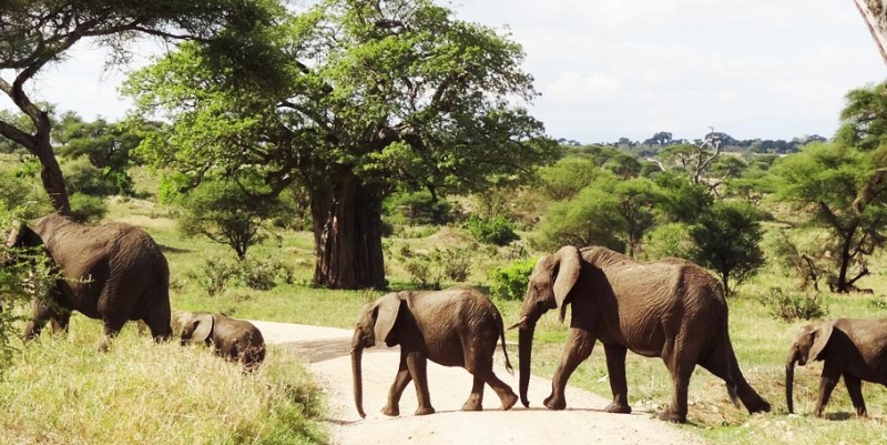 6 days classic tanzania safari