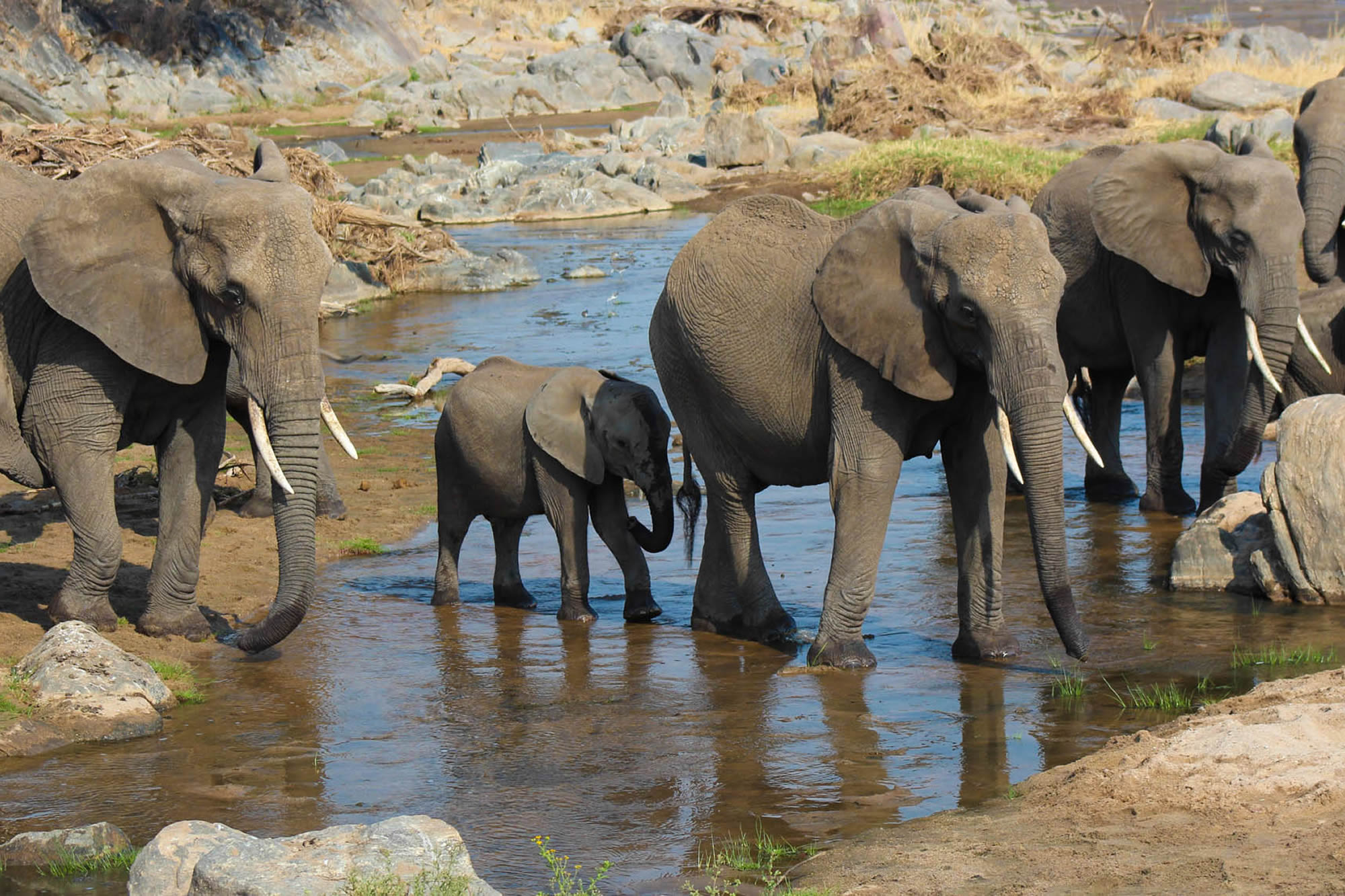 12 days tanzania luxury unlimited safari