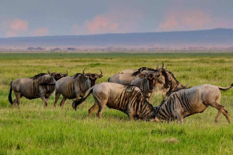 12 days tanzania luxury unlimited safari